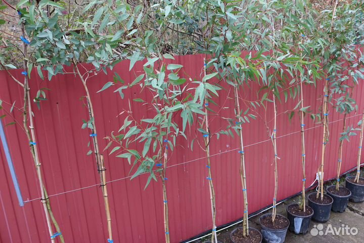 Эвкалипт Морозостойкий 2м+ (узкий лист)