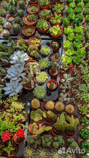 Кактусы и Суккуленты