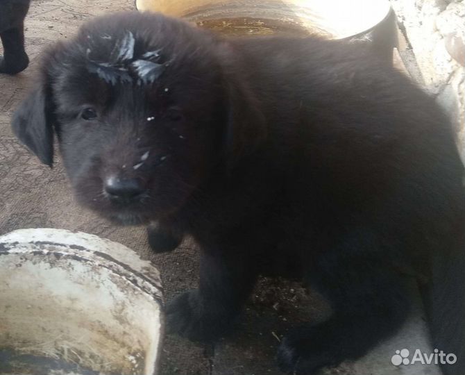 Щенки стаффа помесь
