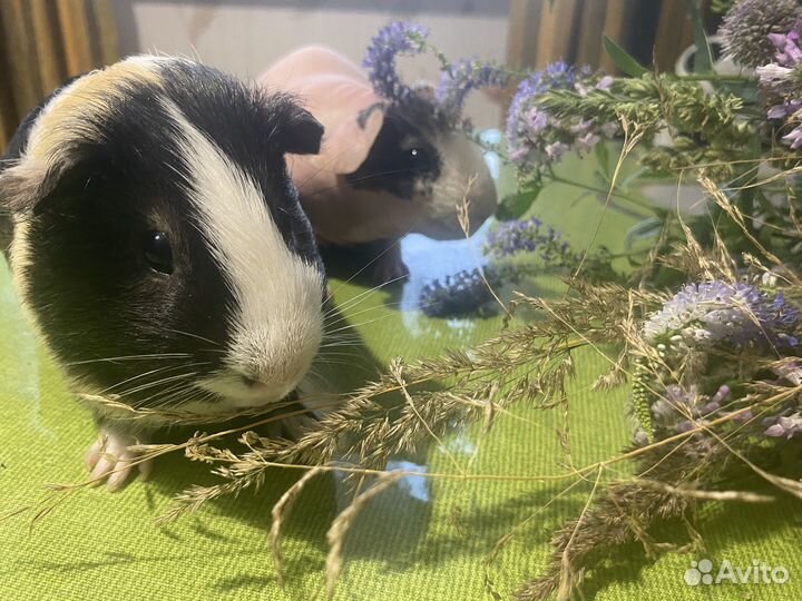 Морские свинки