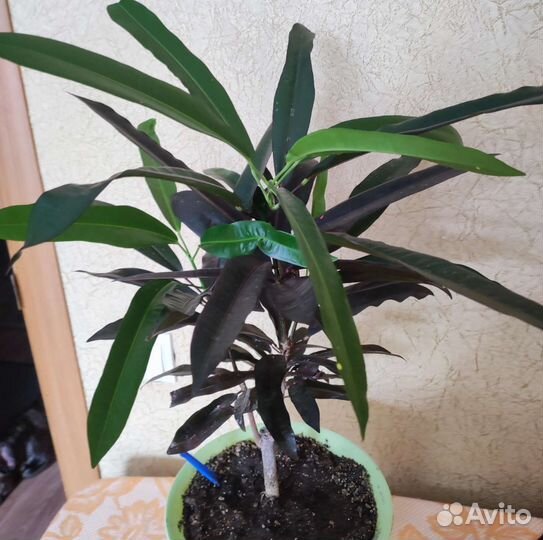 Монстера манки