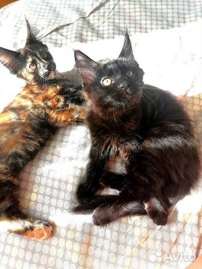 Котята мейн-кун