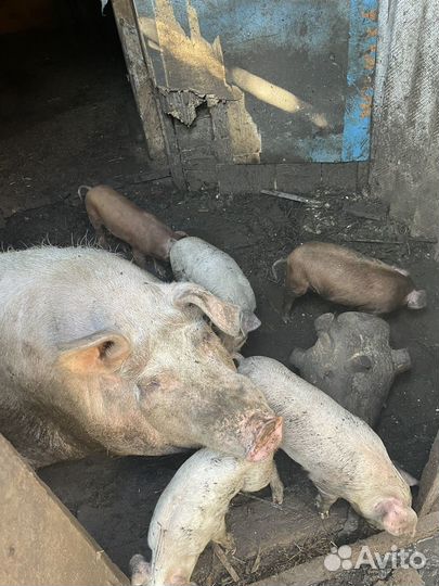 Поросята помесь ландрас дюрок