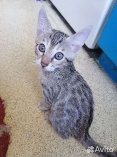 Бенгальская