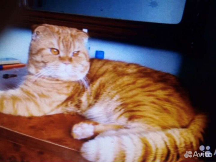 Красавчик скотиш фолд ищет невесту для вязки