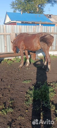 Продам жеребца 2 года