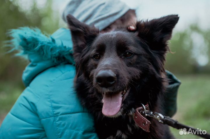 Красивый пес Алтай в добрые руки