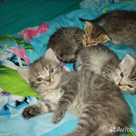 Шотландские котята