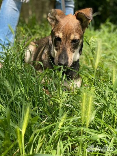 Собаки бесплатно в добрые руки