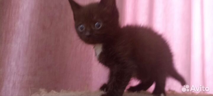 Отдам котят