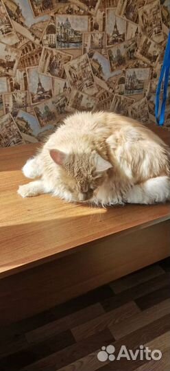 Услуги грумера