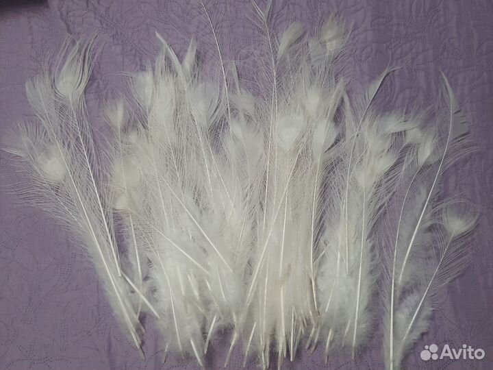 Перо белого павлина