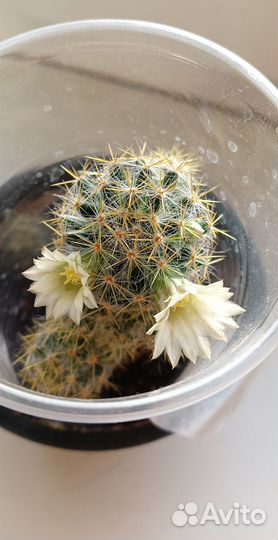 Кактус цветущий Мамилярия