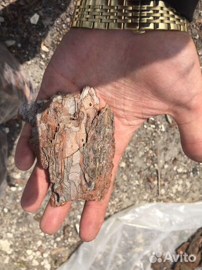 Сосновая кора