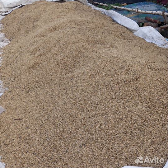 Зерно ячмень, пшеница