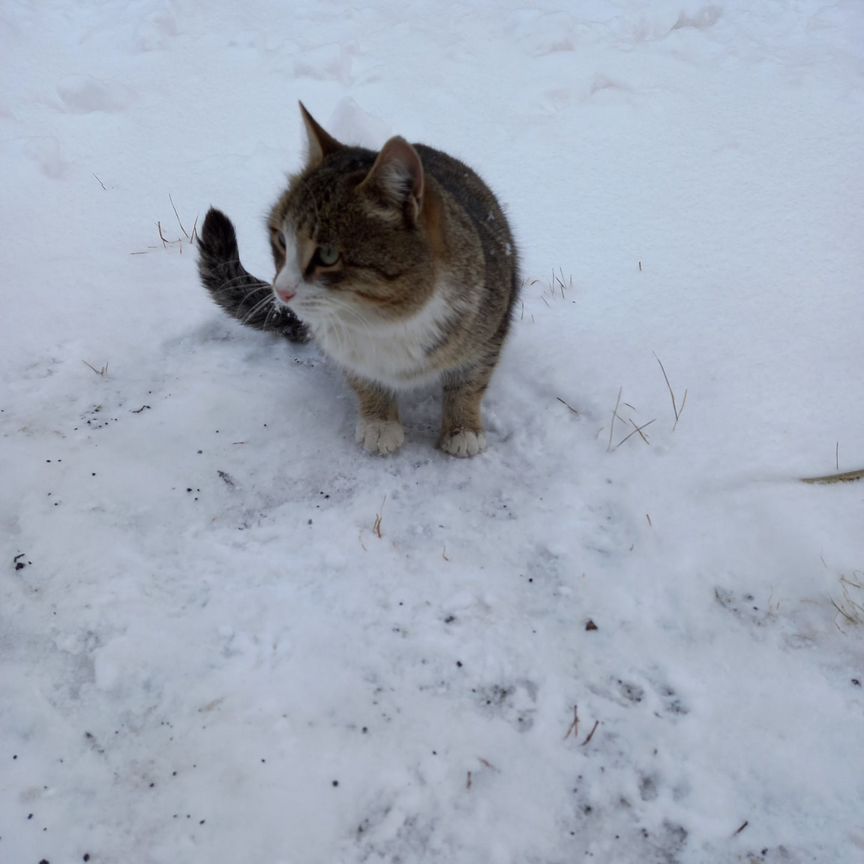 Котики бесплатно в добрые руки