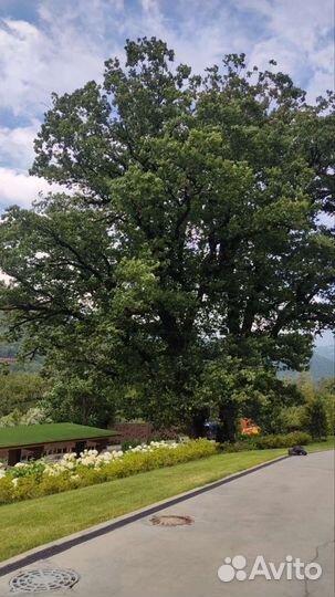 Дуб Эстонский