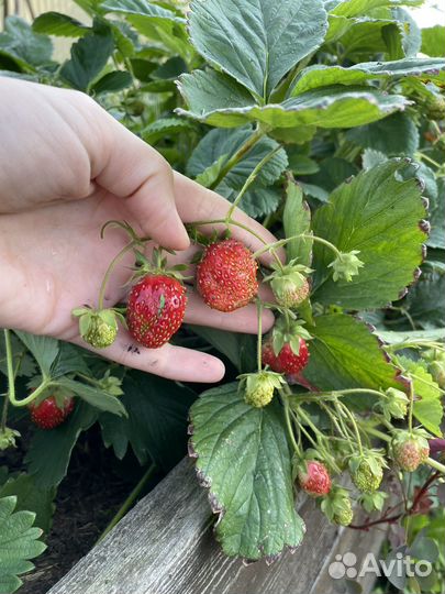 Саженцы клубники