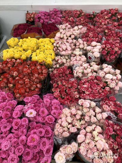 Кустовые пионовидные розы