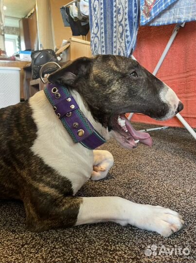 Ошейник на пряжке