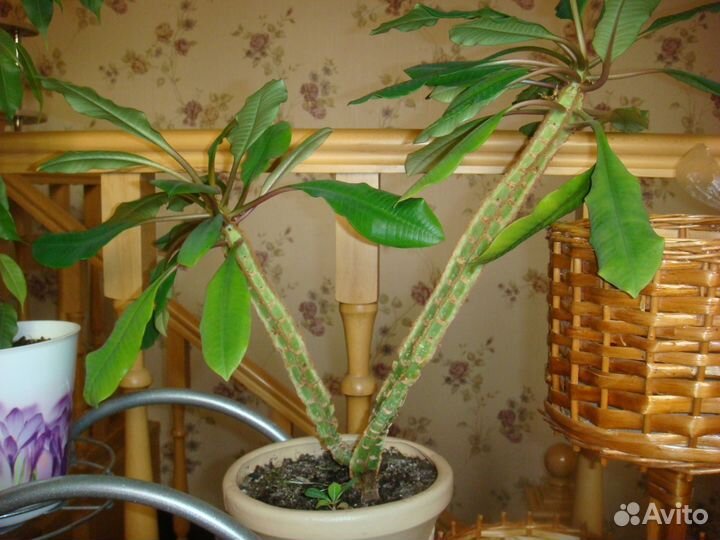 Комнатные цветы для офиса