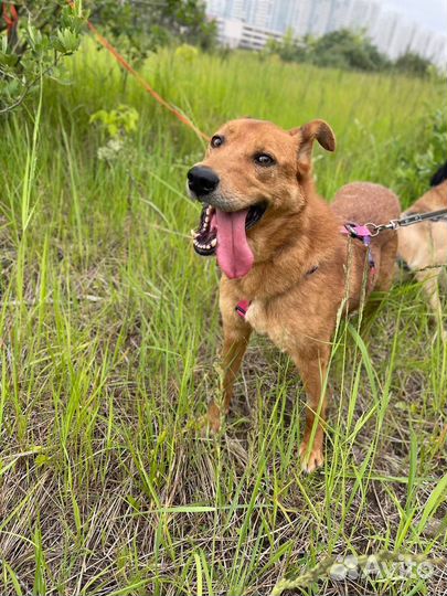 Собака в добрые руки отдам бесплатно