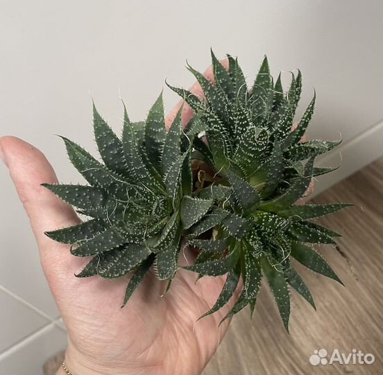 Алоэ осистое (аристата) суккулент