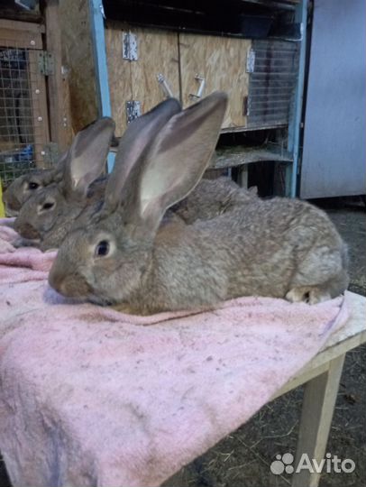 Кролики породы фландр ризен