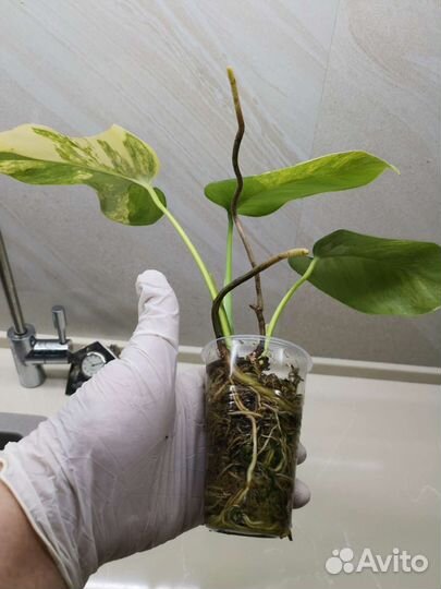 Монстеры(минт, тайское созвездие, жёлтая, альба)