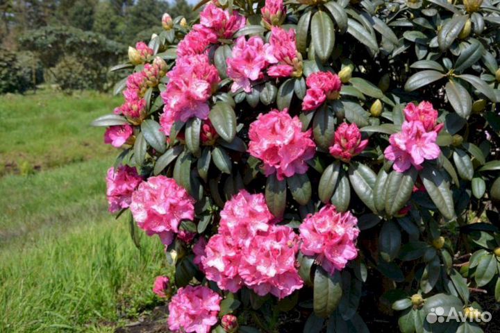 Рододендроны Марианна