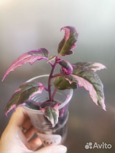 Гинура вариегатная