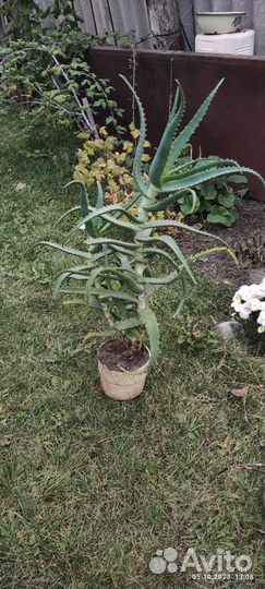 Алоэ столетник