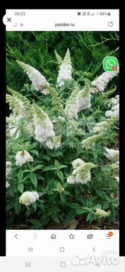 Черенки 11 видов растений декоративных