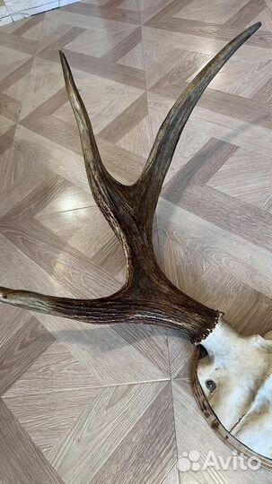 Рога лося Ленинградского