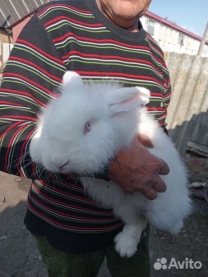 Продам пуховых кроликов