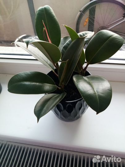 Фикус Эластика