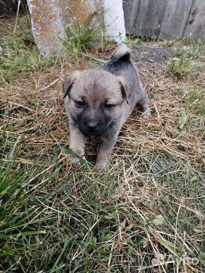 Отдам щенят в добрые руки