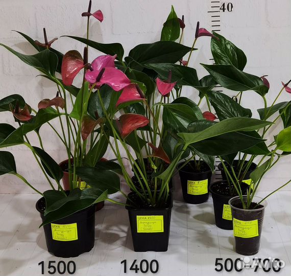 Антуриум сорт Zizou / Зизу, комнатные растения