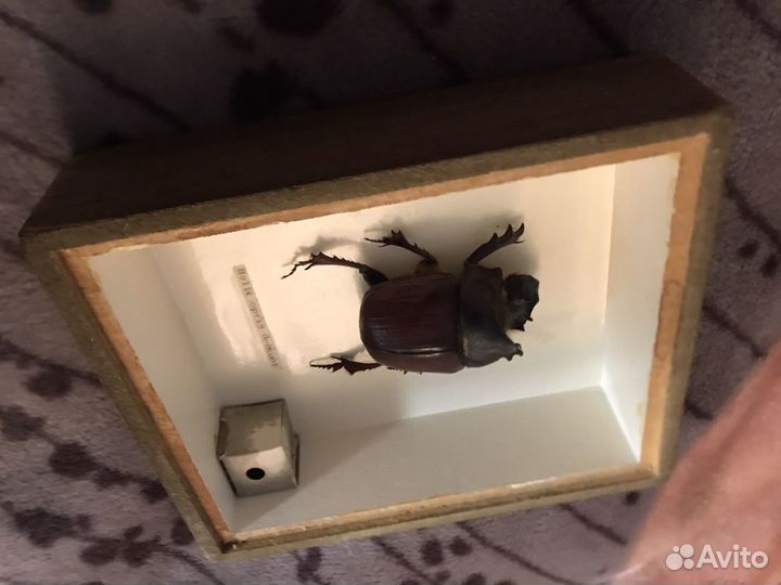 Экзотические насекомые