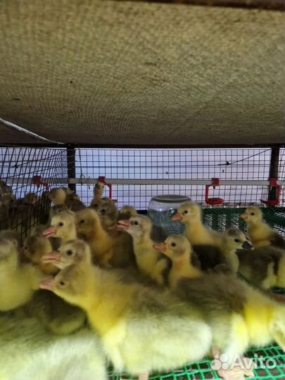 Цыплята бройлер,простые. гусята, утята.индюшата