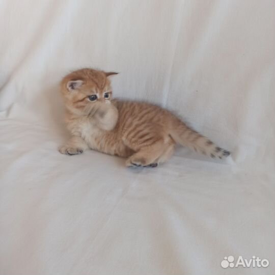 Шотландский котик