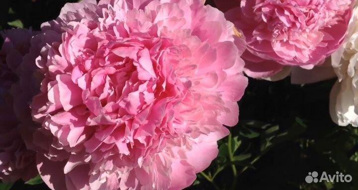 Пион полонез