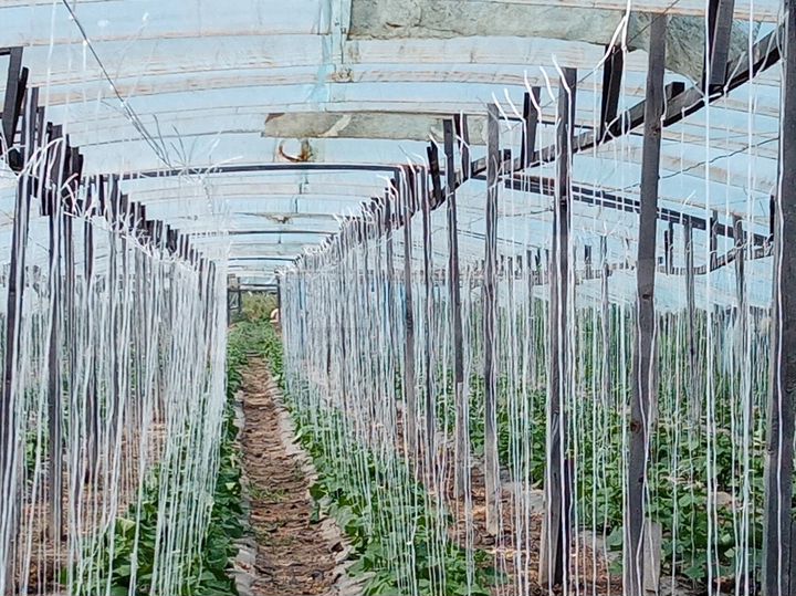 Участок 6,56 га (СНТ, ДНП)