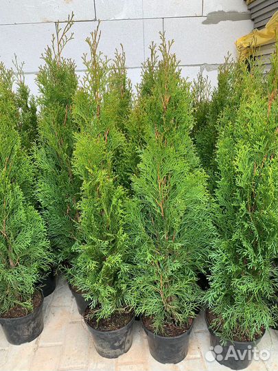 Туя туи 80-110 см