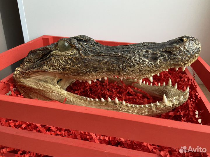 Чучело голова крокодила