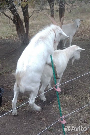 Козел на вязку