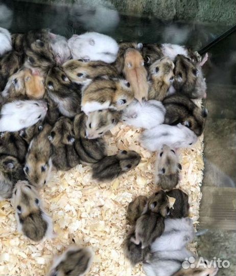 Джунгарский хомяк