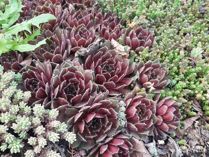 Молодило, каменная роза