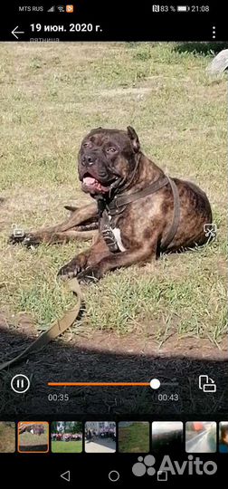 Питбуль,вязка