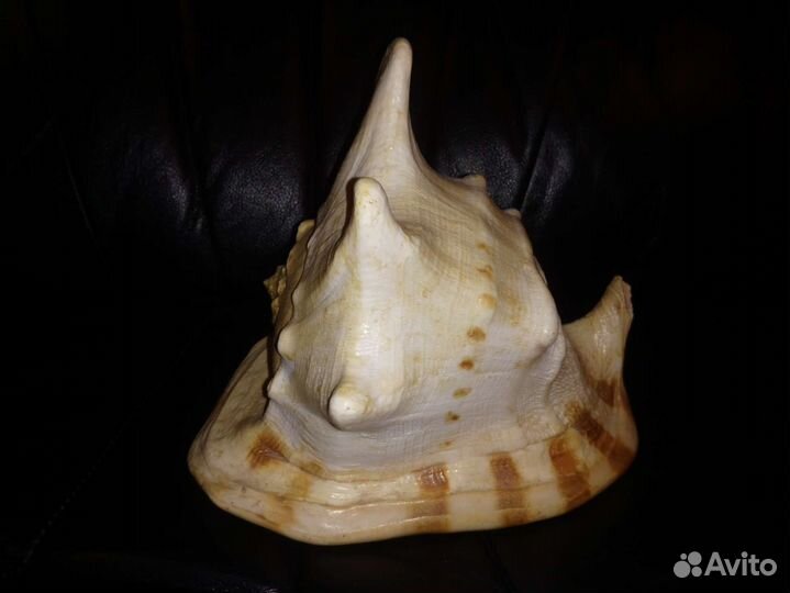 Ракушка океаническая большая